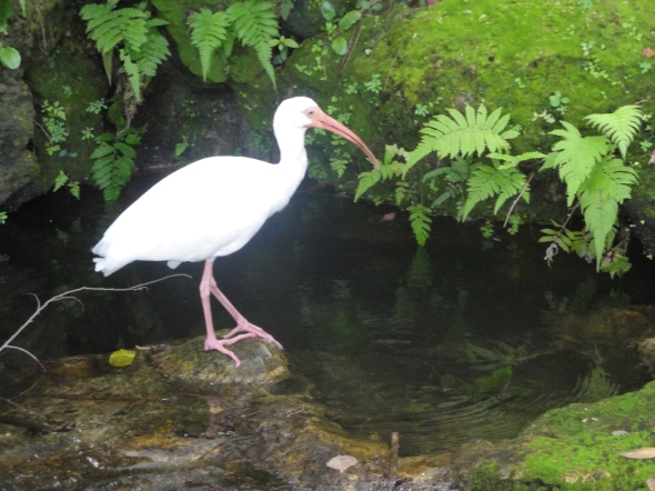 Egret in China Pavilion Epcot